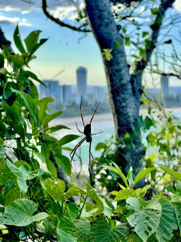 Spider in web at Burleigh Heads, Gold Coast