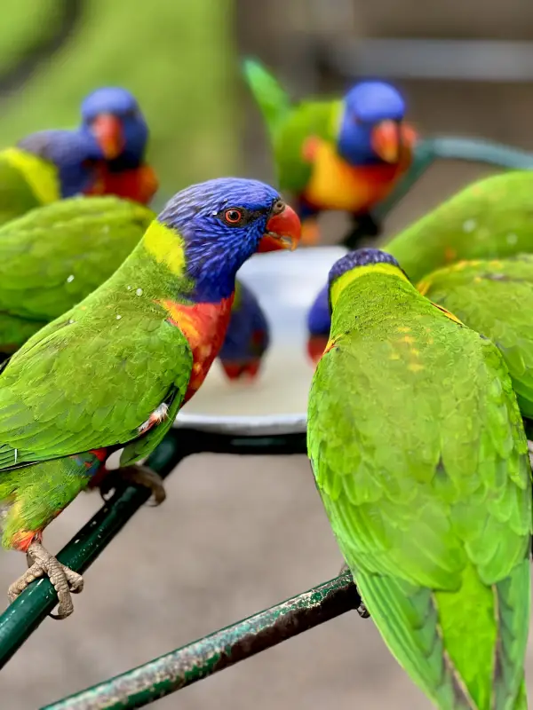 Colourful lorikeets at Currumbin Wildlife Sanctuary