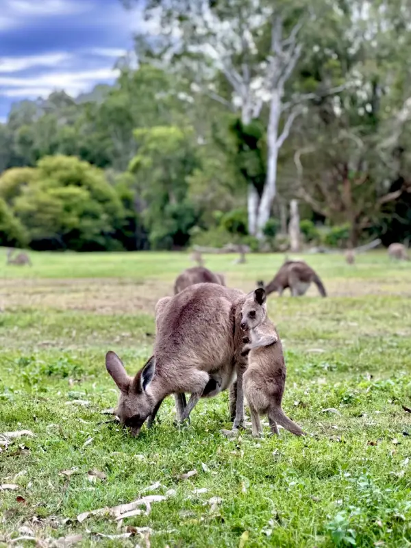 Mother and baby kangaroo at Coombabah Lakelands Conservation Area