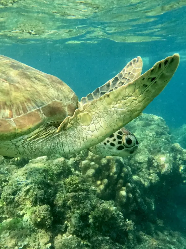 Swimming with turtles in Moalboal, Cebu