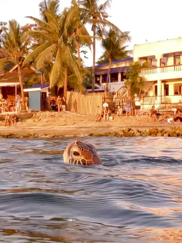 Swimming with turtles in Moalboal, Cebu