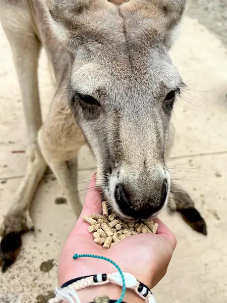 Feeding the kangaroos at Currumbin Wildlife Sanctuary