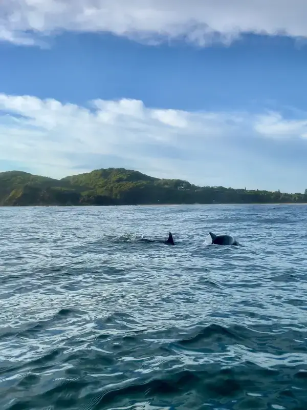 Dolphins playing in the ocean at Byron Bay