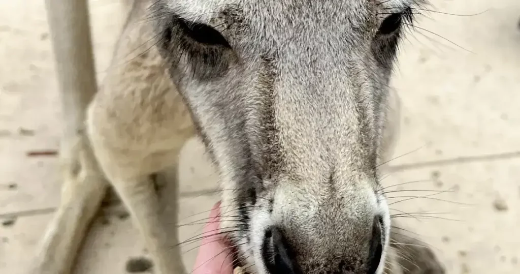 Feeding the kangaroos at Currumbin Wildlife Sanctuary